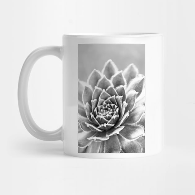 Succulent by fineart
